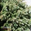 BLUE MOON SAWARA FALSE CYPRESS -Sooner Plant Farm Shop DETA3 5699