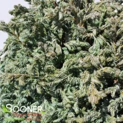 CURLY TOPS SAWARA FALSE CYPRESS -Sooner Plant Farm Shop DETA3 5702