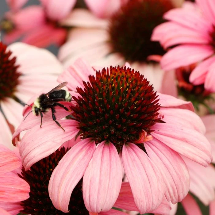 DARK SHADOWS™ MYSTIC CONEFLOWER 4 DARK SHADOWS™ MYSTIC CONEFLOWER - Image 2