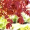 SAMURAI SWORD™ UPRIGHT JAPANESE MAPLE -Sooner Plant Farm Shop DETA3 5799