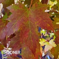 AUTUMN FANTASY® MAPLE 9 AUTUMN FANTASY® MAPLE -Sooner Plant Farm Shop DETA3 58