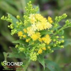 LITTLE LEMON GOLDENROD -Sooner Plant Farm Shop DETA3 588