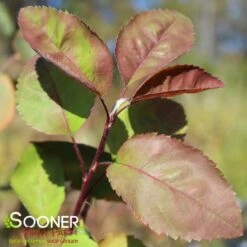 AUTUMN BRILLIANCE® SERVICEBERRY -Sooner Plant Farm Shop DETA3 6