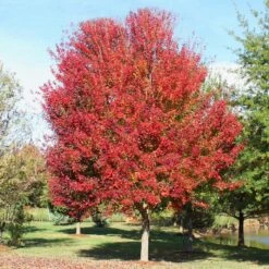 OCTOBER GLORY® RED MAPLE -Sooner Plant Farm Shop DETA3 66