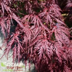 TAMUKEYAMA WEEPING JAPANESE MAPLE 9 TAMUKEYAMA WEEPING JAPANESE MAPLE -Sooner Plant Farm Shop DETA3 693