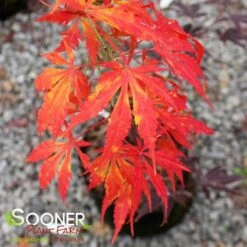 OMURA YAMA UPRIGHT JAPANESE MAPLE -Sooner Plant Farm Shop DETA3 709