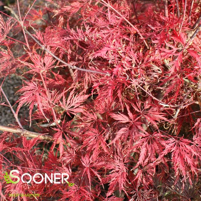 RED SELECT WEEPING JAPANESE MAPLE 3 RED SELECT WEEPING JAPANESE MAPLE