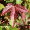 TRIDENT MAPLE -Sooner Plant Farm Shop DETA3 74