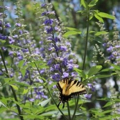 SHOAL CREEK CHASTE TREE 9 SHOAL CREEK CHASTE TREE -Sooner Plant Farm Shop DETA3 881