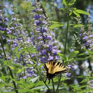 SHOAL CREEK CHASTE TREE 5 SHOAL CREEK CHASTE TREE - Image 3