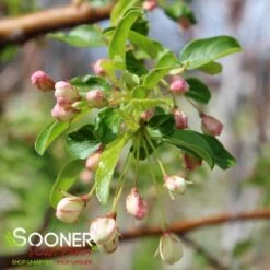 GOLDEN RAINDROPS® CRABAPPLE -Sooner Plant Farm Shop DETA4 1028