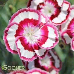 RASPBERRY SWIRL DIANTHUS -Sooner Plant Farm Shop DETA4 1178