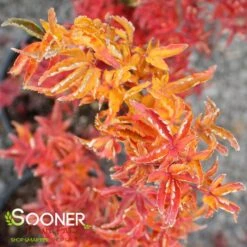 LION'S HEAD UPRIGHT JAPANESE MAPLE -Sooner Plant Farm Shop DETA4 1199