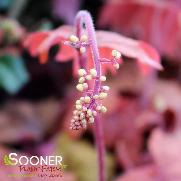 SWEET TEA FOAMY BELLS 4 SWEET TEA FOAMY BELLS - Image 2