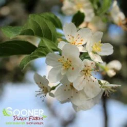 SARGENT TINA CRABAPPLE 8 SARGENT TINA CRABAPPLE -Sooner Plant Farm Shop DETA4 1303