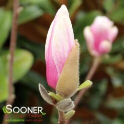 SAUCER MAGNOLIA -Sooner Plant Farm Shop DETA4 1304