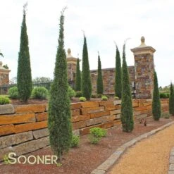 TAYLOR JUNIPER 9 TAYLOR JUNIPER -Sooner Plant Farm Shop DETA4 142