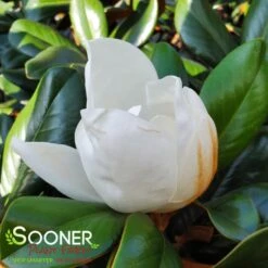TEDDY BEAR® MAGNOLIA -Sooner Plant Farm Shop DETA4 144
