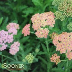 SUMMER PASTELS YARROW -Sooner Plant Farm Shop DETA4 1720