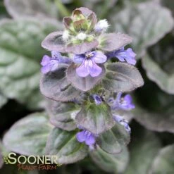 CATLIN'S GIANT AJUGA -Sooner Plant Farm Shop DETA4 1723