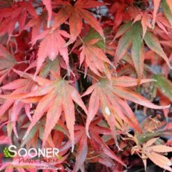 SHAINA DWARF UPRIGHT JAPANESE MAPLE -Sooner Plant Farm Shop DETA4 1874