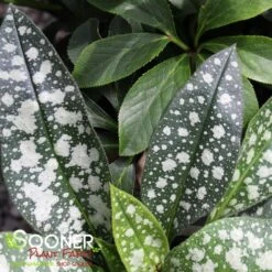 TREVI FOUNTAIN LUNGWORT -Sooner Plant Farm Shop DETA4 1927