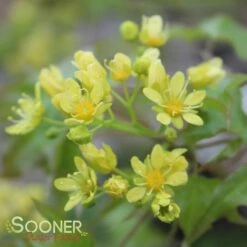 FIRE DRAGON® SHANTUNG MAPLE -Sooner Plant Farm Shop DETA4 2002