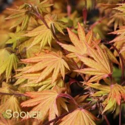 AUTUMN MOON UPRIGHT JAPANESE MAPLE 11 AUTUMN MOON UPRIGHT JAPANESE MAPLE -Sooner Plant Farm Shop DETA4 2092
