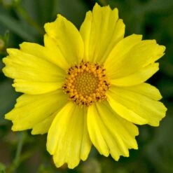 BIG BANG™ FULL MOON TICKSEED -Sooner Plant Farm Shop DETA4 2189