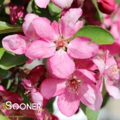INDIAN MAGIC CRABAPPLE -Sooner Plant Farm Shop DETA4 22