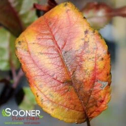PRAIRIFIRE CRABAPPLE -Sooner Plant Farm Shop DETA4 23