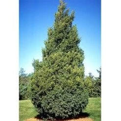 HETZI COLUMN JUNIPER 10 HETZI COLUMN JUNIPER -Sooner Plant Farm Shop DETA4 2415