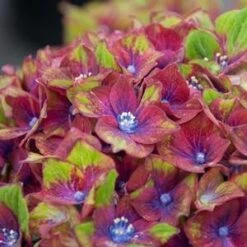 PISTACHIO HYDRANGEA -Sooner Plant Farm Shop DETA4 2500