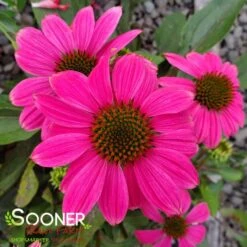 POW WOW® WILD BERRY CONEFLOWER -Sooner Plant Farm Shop DETA4 2502