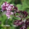 BLOOMERANG® DARK PURPLE LILAC -Sooner Plant Farm Shop DETA4 2592