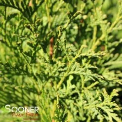 NORTH POLE® ARBORVITAE 8 NORTH POLE® ARBORVITAE -Sooner Plant Farm Shop DETA4 2595