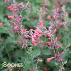 KUDOS™ CORAL HYSSOP 9 KUDOS™ CORAL HYSSOP -Sooner Plant Farm Shop DETA4 2606