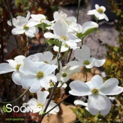 JEAN'S APPALACHIAN SNOW DOGWOOD 9 JEAN'S APPALACHIAN SNOW DOGWOOD -Sooner Plant Farm Shop DETA4 2978