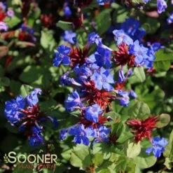 BLUE PLUMBAGO -Sooner Plant Farm Shop DETA4 304