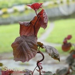 RED DRAGON CONTORTED FILBERT -Sooner Plant Farm Shop DETA4 3068