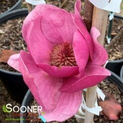 BLACK TULIP® MAGNOLIA -Sooner Plant Farm Shop DETA4 3122