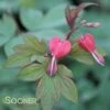 VALENTINE BLEEDING HEART -Sooner Plant Farm Shop DETA4 3126