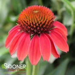 SOMBRERO® HOT CORAL CONEFLOWER -Sooner Plant Farm Shop DETA4 3128