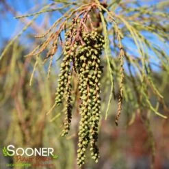 DEBONAIR™ POND CYPRESS -Sooner Plant Farm Shop DETA4 3141