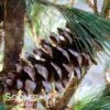 SILVER WHISPERS™ SWISS STONE PINE -Sooner Plant Farm Shop DETA4 3248