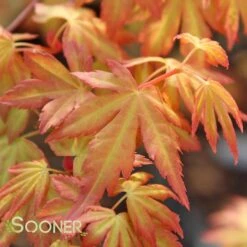 ORANGE DREAM UPRIGHT JAPANESE MAPLE -Sooner Plant Farm Shop DETA4 3415