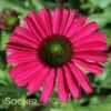 KISMET® RASPBERRY CONEFLOWER -Sooner Plant Farm Shop DETA4 3571
