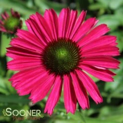 KISMET® RASPBERRY CONEFLOWER