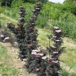 LACED UP® UPRIGHT ELDERBERRY -Sooner Plant Farm Shop DETA4 3616