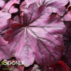 PRIMO® WILD ROSE CORAL BELLS -Sooner Plant Farm Shop DETA4 3638